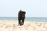 CANE CORSO 653